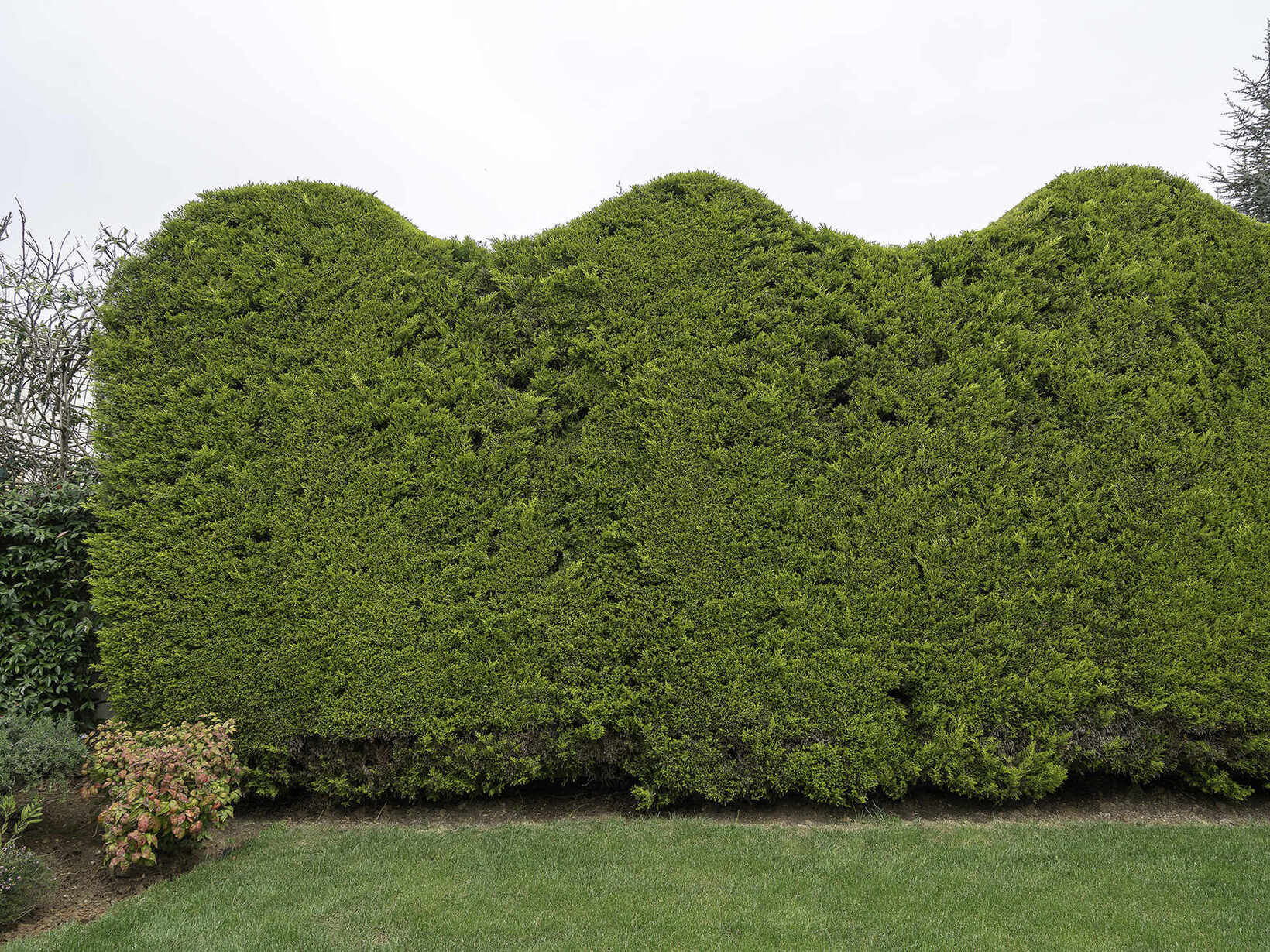 Professioneller Heckenschnitt