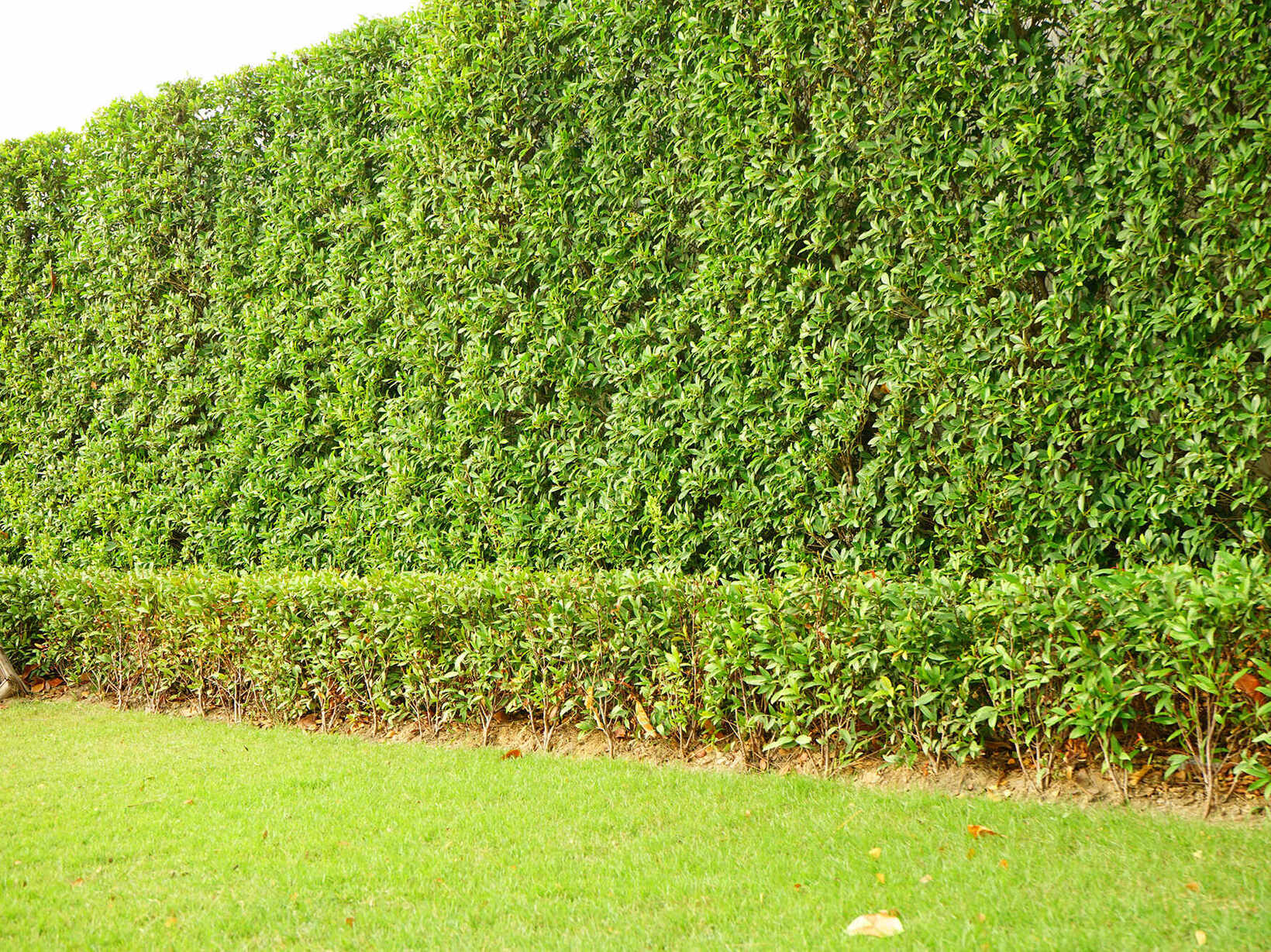 Heckenschnitt - Kubli Gartenbau, Zürich