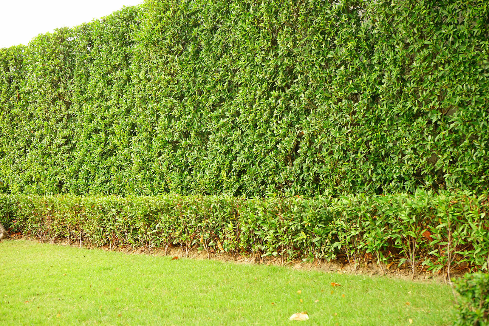 Heckenschnitt - Kubli Gartenbau, Zürich