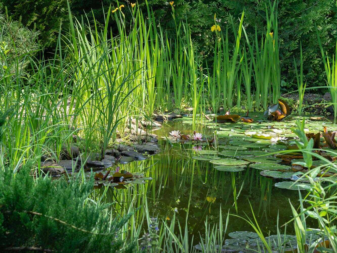 Regelmässige Teichpflege Regelmässige Teichpflege