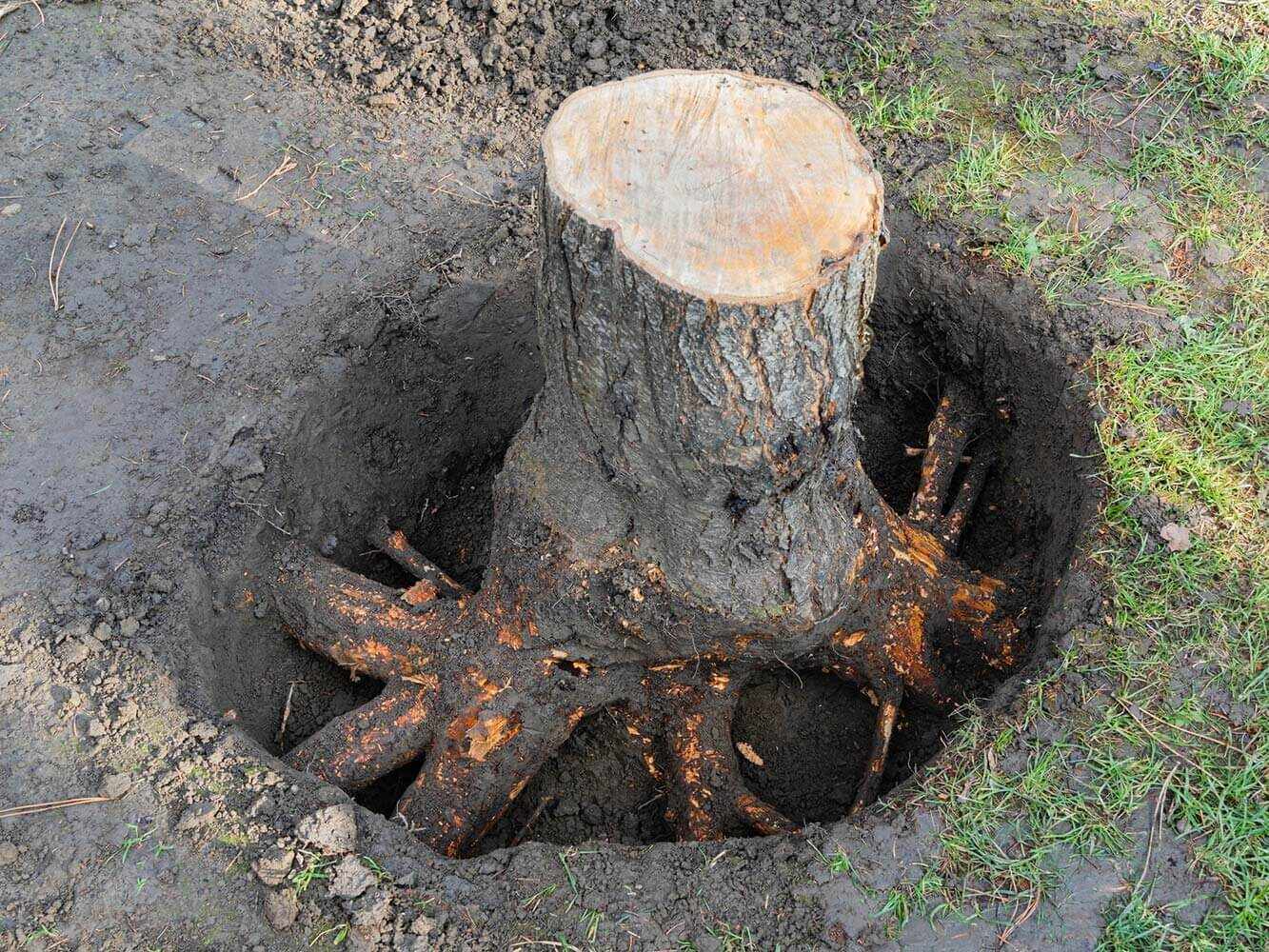 Baumfällung & Wurzelstockentfernung