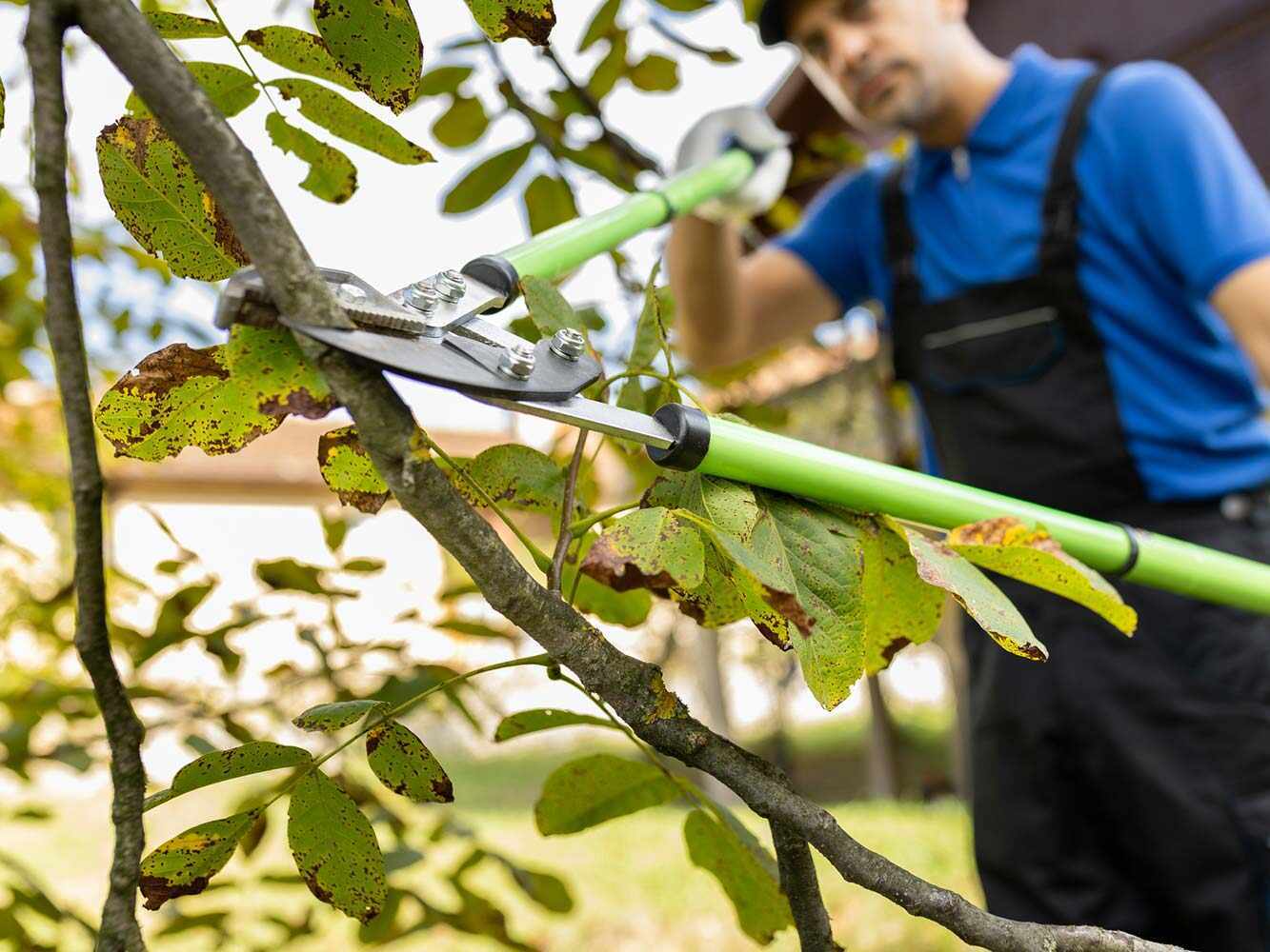 Gehölzpflege und Strauchschnitt
