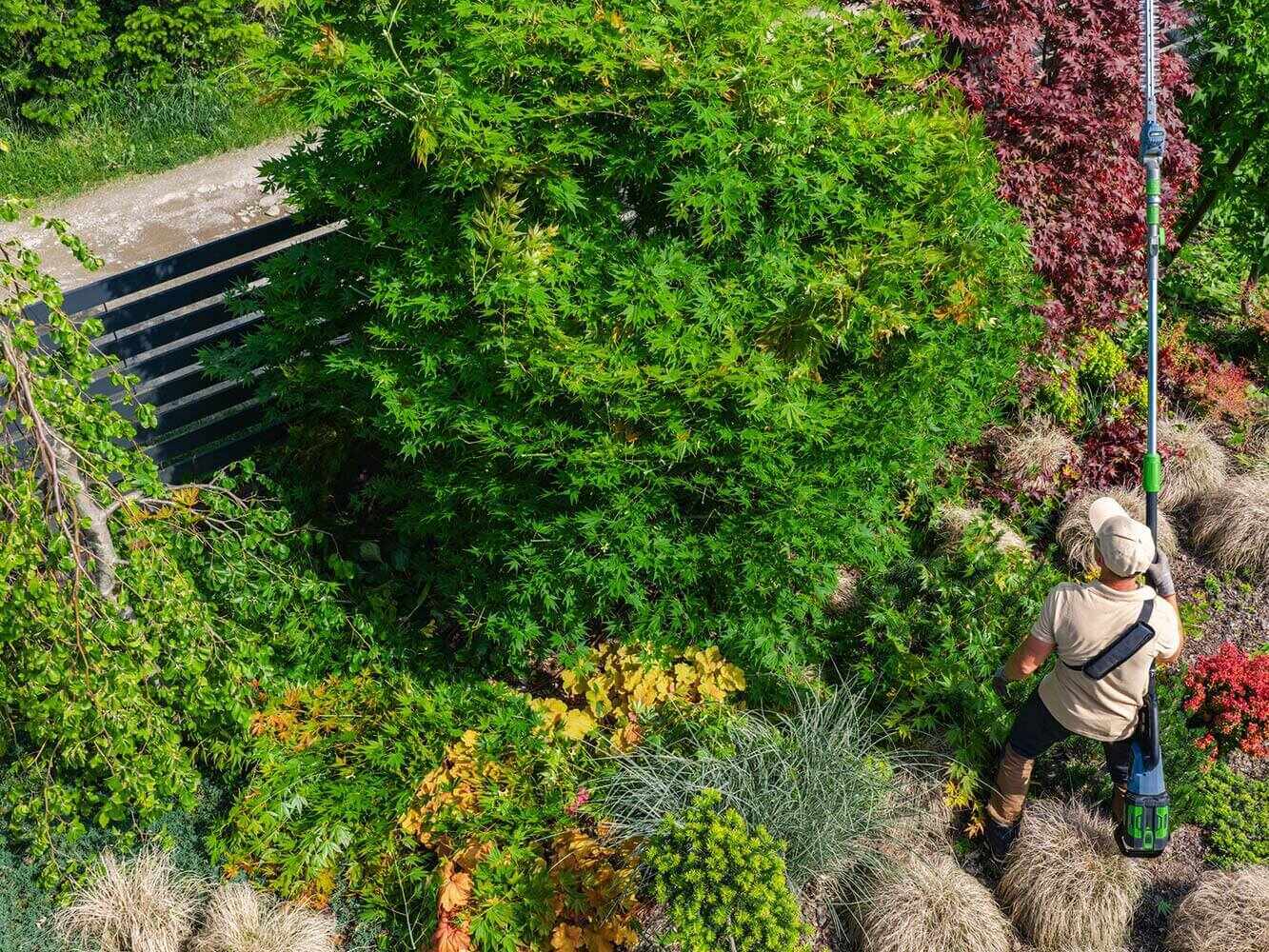 professionelle Baumpflege