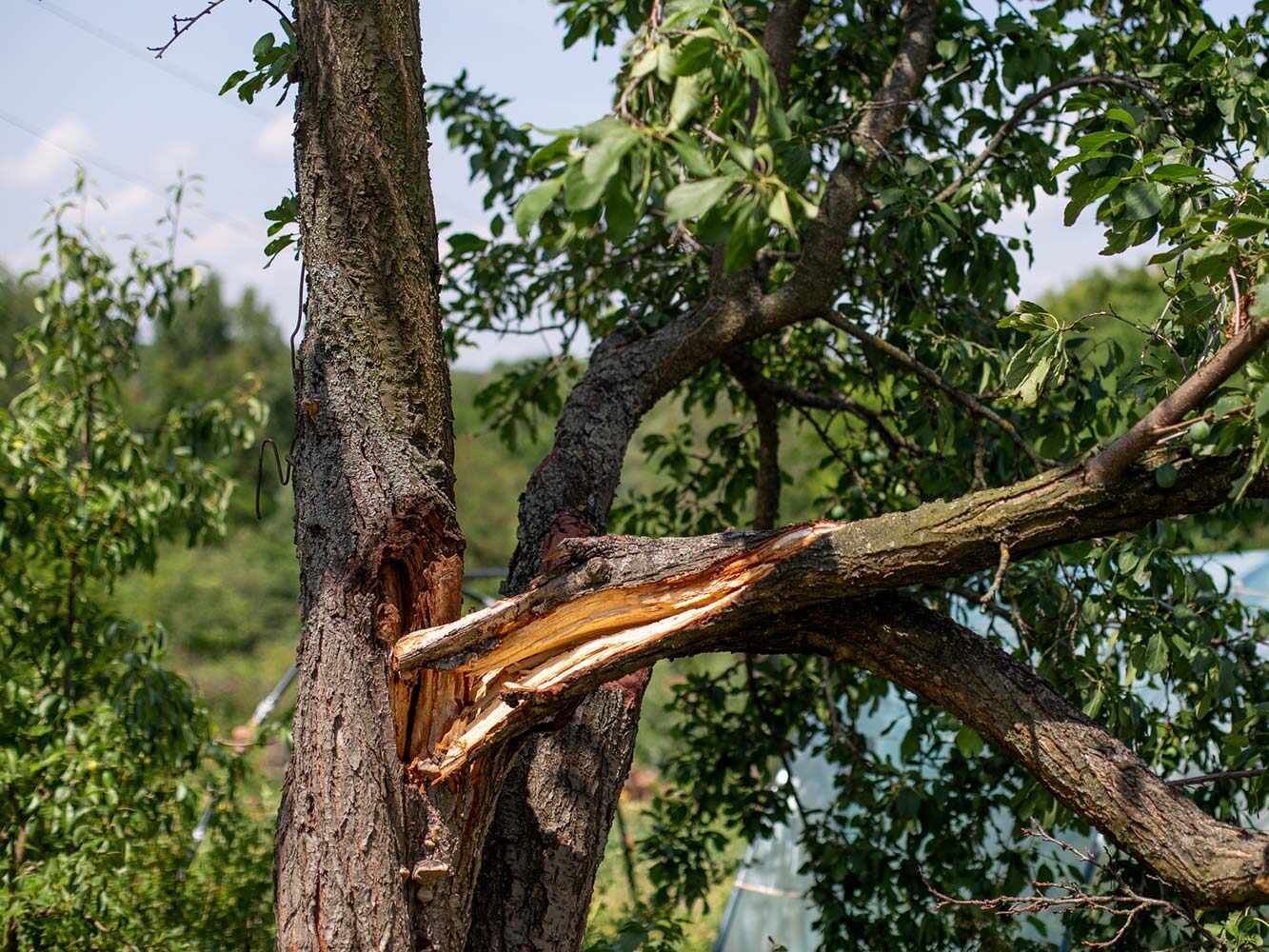 Notfall-Baumpflege bei Sturmschäden