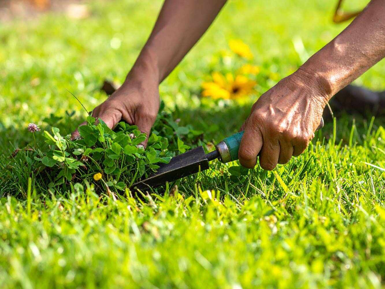 Unkraut erkennen und gezielt bekämpfen