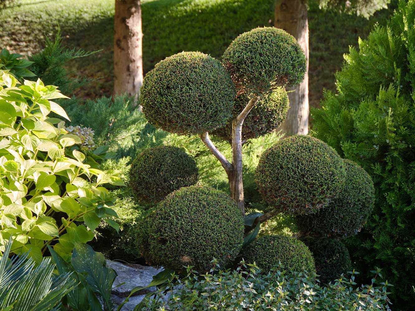 Pompon Formschnitt Pompon Formschnitt