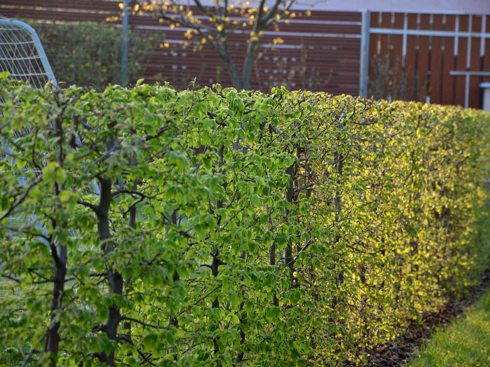 Staudenschnitt und Formschnitt