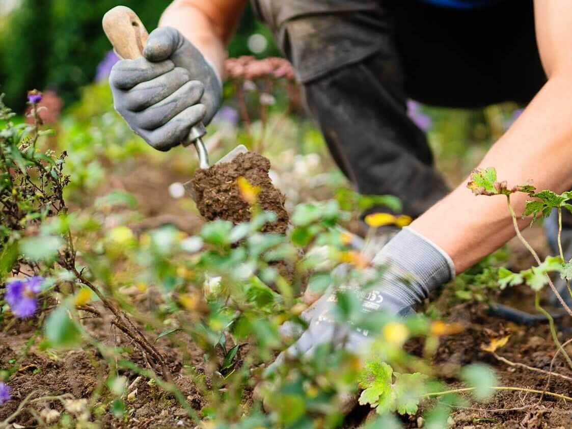 Pflanzflächen-Pflege