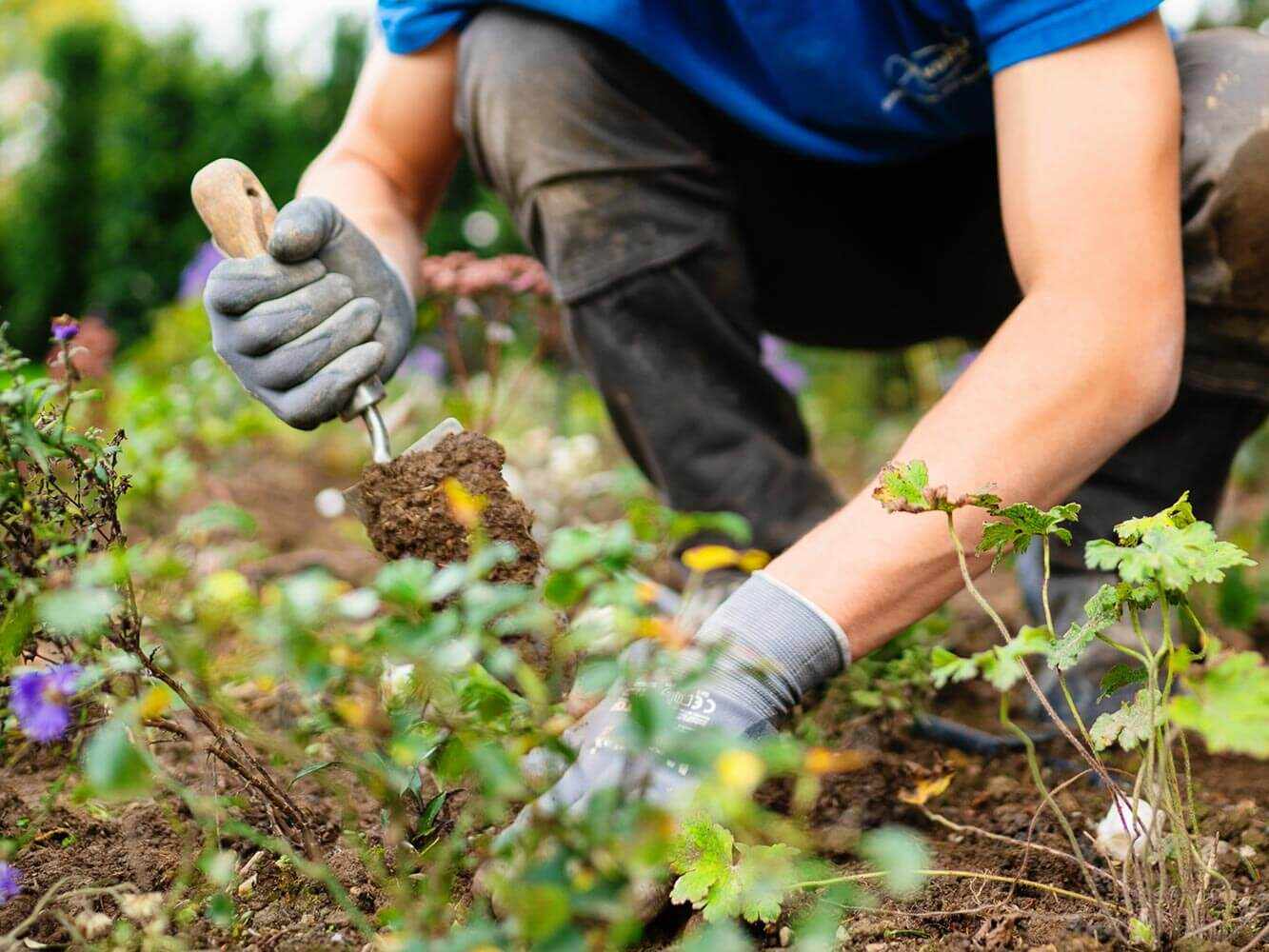 Professionelle Beet- und Pflanzenpflege