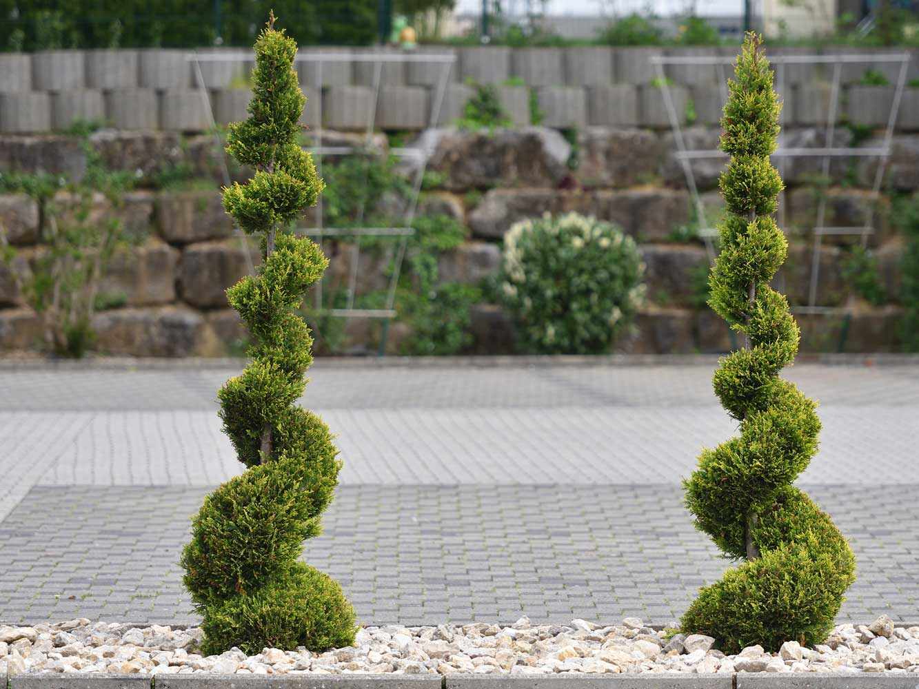 Spiralen-Formschnitt Spiralen-Formschnitt