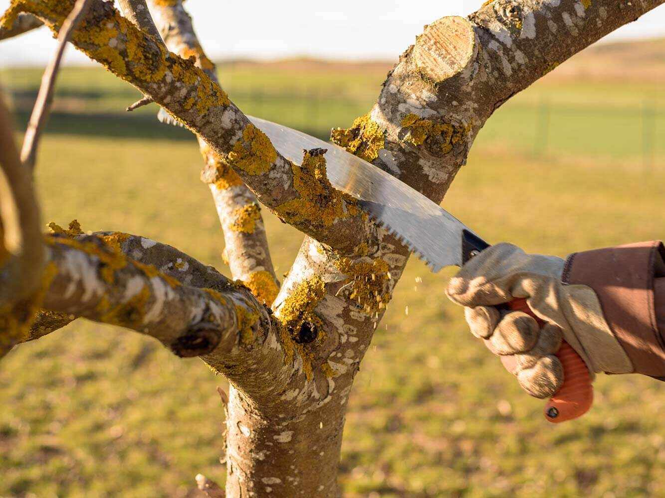 Spezialpflege für Obstbäume