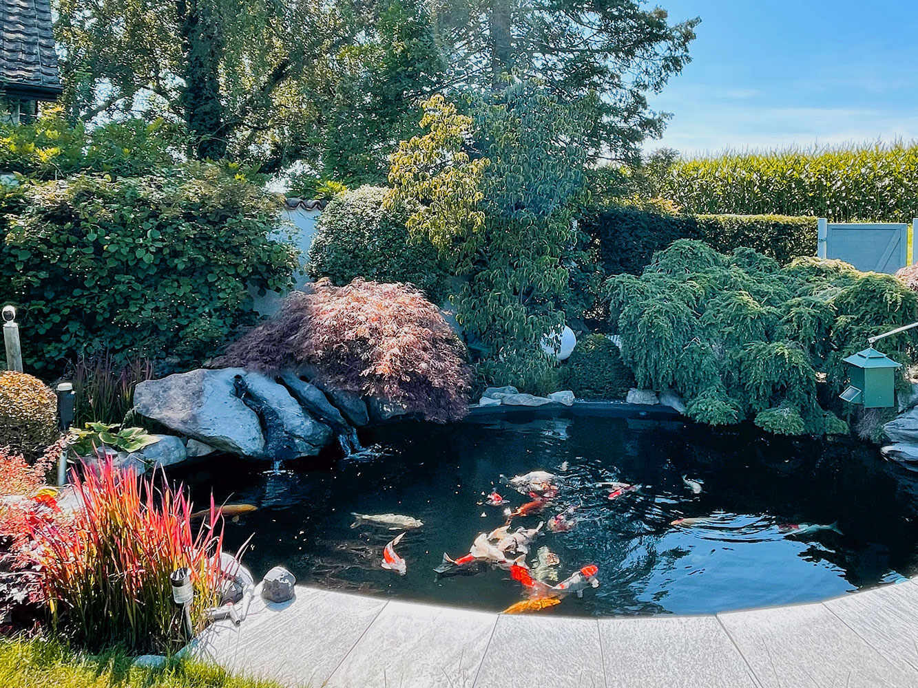 Gartenteich und Biotope Gartenteich und Biotope