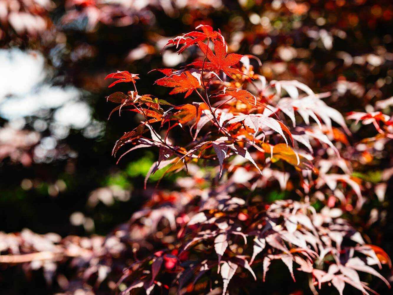 Japanischer Ahorn schneiden Japanischer Ahorn schneiden