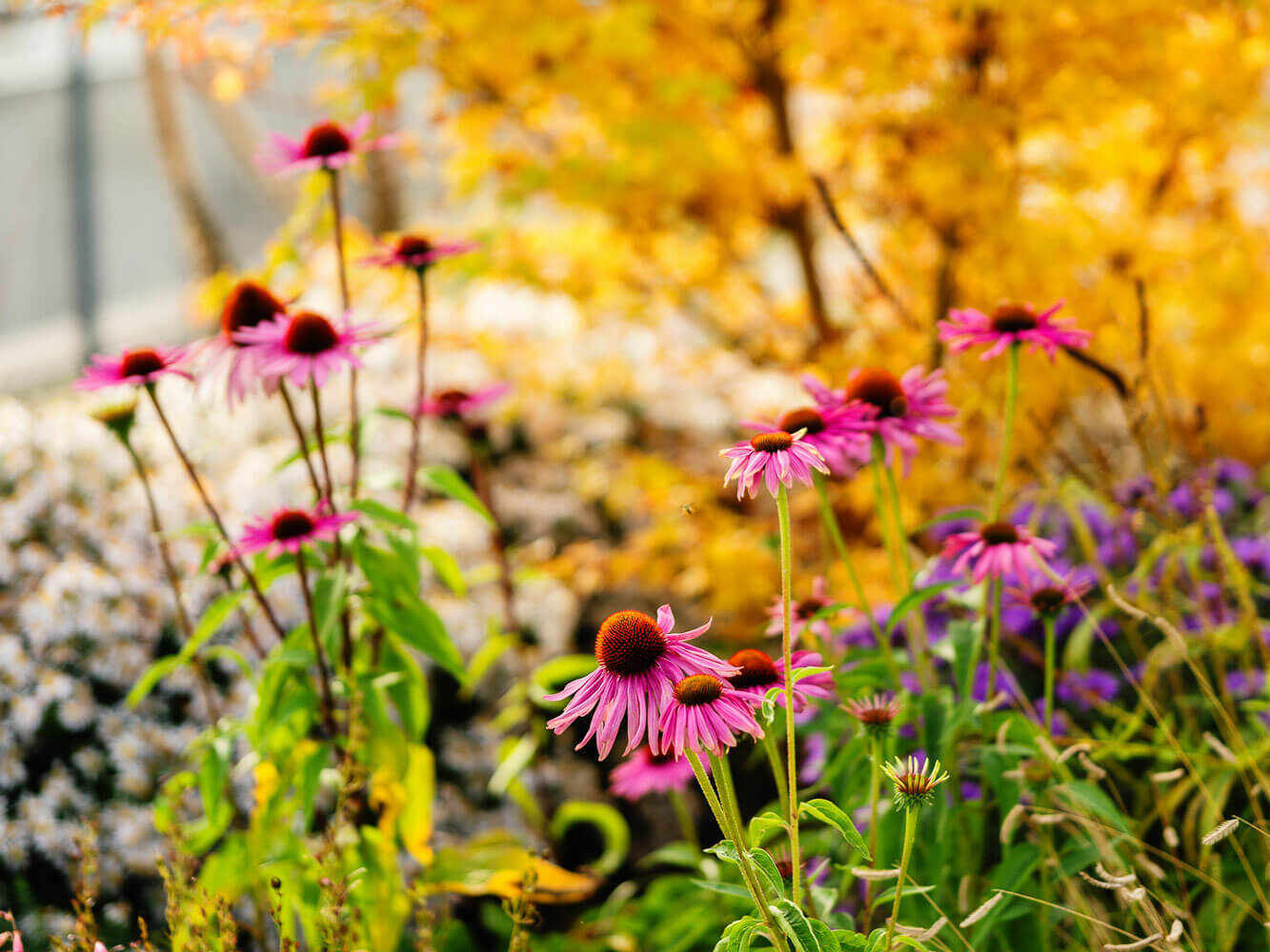 Naturnahe Bepflanzung Naturnahe Bepflanzung