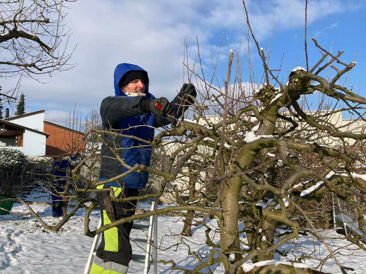 M. Kubli Gartenbau: Winterschnitt für Bäume und Sträucher