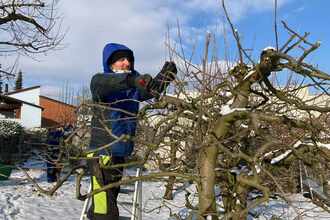 Winterschnitt bei Bäumen und Sträuchern - M. Kubli Gartenpflege und Gestaltung, Niederglatt