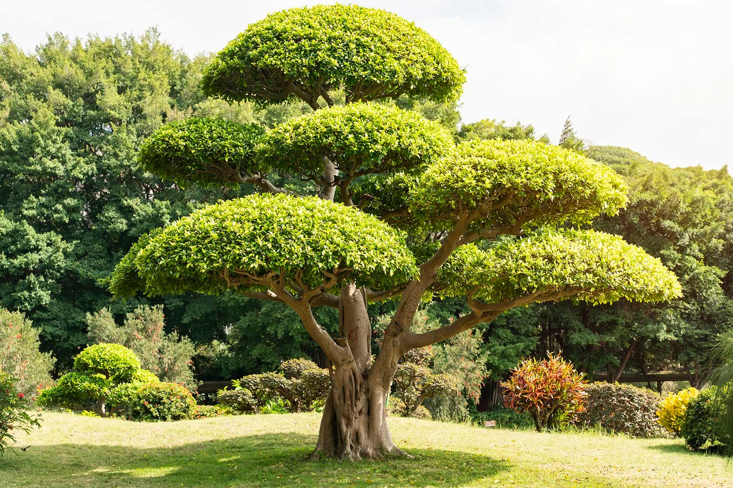 Bonsai-Pflege & Formschnitt