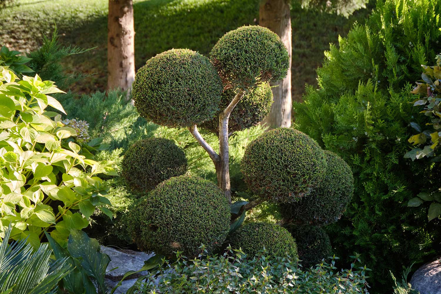 Pompon Formschnitt