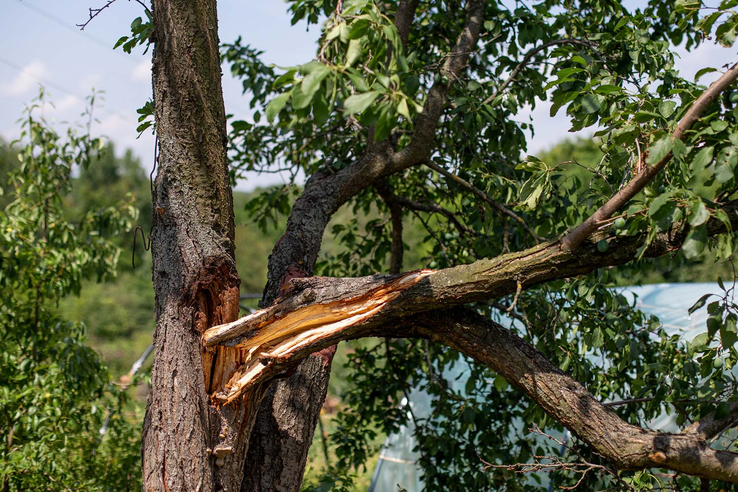 Notfall-Baumpflege bei Sturmschäden Notfall-Baumpflege bei Sturmschäden