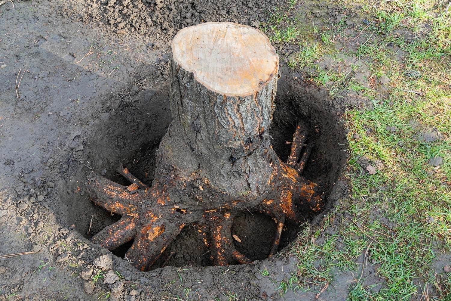 Baumfällung & Wurzelstockentfernung Baumfällung & Wurzelstockentfernung