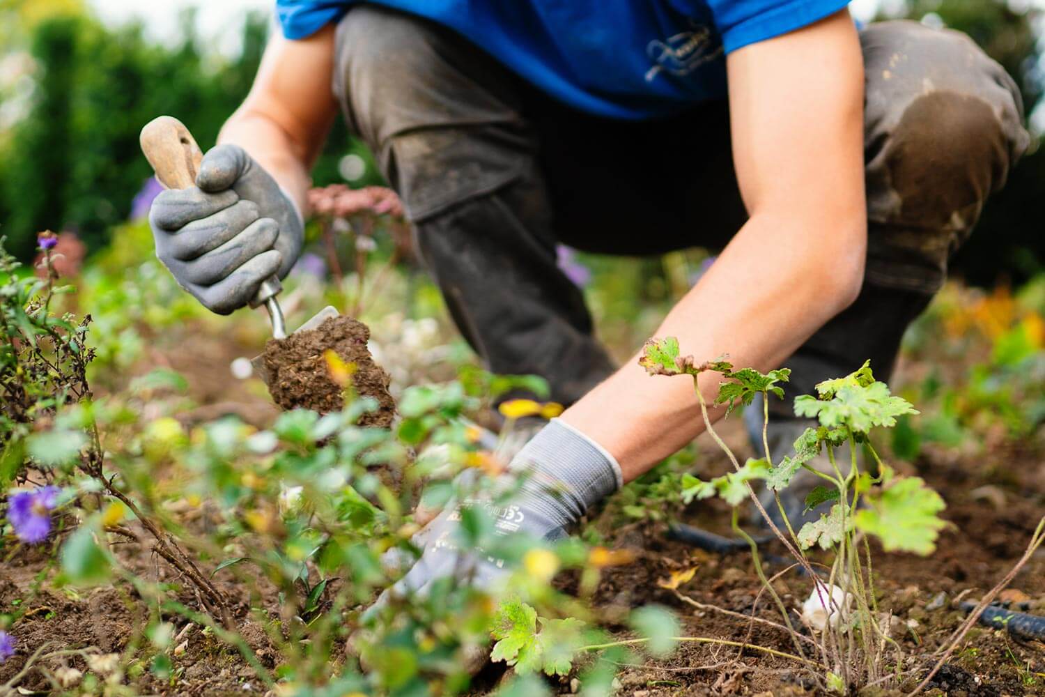 Professionelle Beet- und Pflanzenpflege
